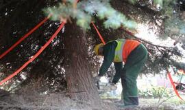 Į Teatro aikštę atkeliauja klaipėdiečių išrinkta eglė