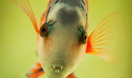 Jūrų muziejus akvariumas atvers duris jau gruodžio 3-iąją