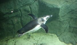 Atsinaujinęs Jūrų muziejus - stebinantis ir svaiginantis