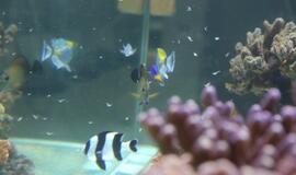 Atsinaujinęs Jūrų muziejus - stebinantis ir svaiginantis