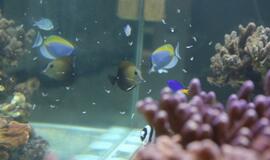 Atsinaujinęs Jūrų muziejus - stebinantis ir svaiginantis