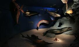 Atsinaujinęs Jūrų muziejus - stebinantis ir svaiginantis