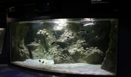 Atsinaujinęs Jūrų muziejus - stebinantis ir svaiginantis