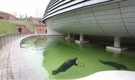 Atsinaujinęs Jūrų muziejus - stebinantis ir svaiginantis