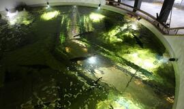 Atsinaujinęs Jūrų muziejus - stebinantis ir svaiginantis