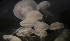 Atsinaujinęs Jūrų muziejus - stebinantis ir svaiginantis