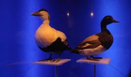 Atsinaujinęs Jūrų muziejus - stebinantis ir svaiginantis