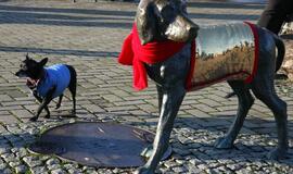 Berniukas su šuneliu pasipuošė Naujiesiems