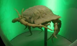 Atsinaujinęs Jūrų muziejus - stebinantis ir svaiginantis