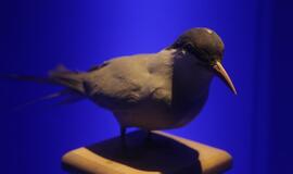 Atsinaujinęs Jūrų muziejus - stebinantis ir svaiginantis