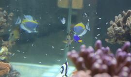 Atsinaujinęs Jūrų muziejus - stebinantis ir svaiginantis