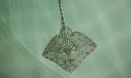 Atsinaujinęs Jūrų muziejus - stebinantis ir svaiginantis