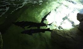 Atsinaujinęs Jūrų muziejus - stebinantis ir svaiginantis