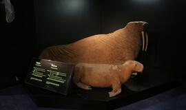 Atsinaujinęs Jūrų muziejus - stebinantis ir svaiginantis