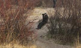 „Ocean Crown“ nutemptas nuo seklumos