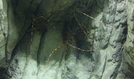 Atsinaujinęs Jūrų muziejus - stebinantis ir svaiginantis