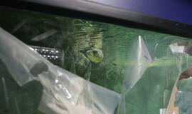 Atsinaujinęs Jūrų muziejus - stebinantis ir svaiginantis