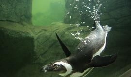 Atsinaujinęs Jūrų muziejus - stebinantis ir svaiginantis