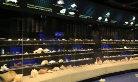 Atsinaujinęs Jūrų muziejus - stebinantis ir svaiginantis