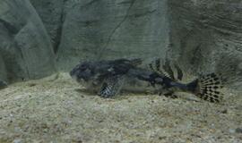 Atsinaujinęs Jūrų muziejus - stebinantis ir svaiginantis