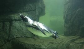 Atsinaujinęs Jūrų muziejus - stebinantis ir svaiginantis