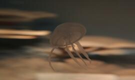 Atsinaujinęs Jūrų muziejus - stebinantis ir svaiginantis