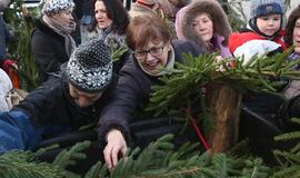 Teatro aikštėje vėl nemokamai dalins eglių šakas