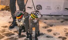 Šviečiančių augintinių paradas