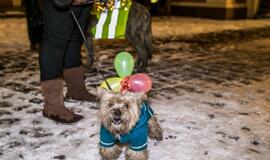 Šviečiančių augintinių paradas