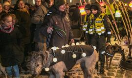 Šviečiančių augintinių paradas