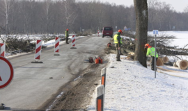 Iškirtę 288 medžius, valdininkai davė pažadą