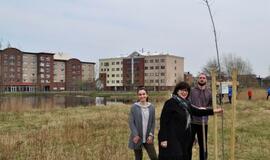 „Šimtmečio giraitė“: ąžuoliukai Klaipėdai