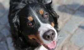 JK padaugėjo šunų vagysčių, savininkams grąžintas tik kas šeštas 