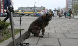 Naujasis turgus tampa traukos centru