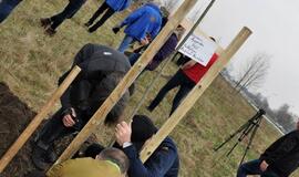 „Šimtmečio giraitė“: ąžuoliukai Klaipėdai