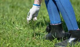 „Mogiliove" prisodino pušaičių