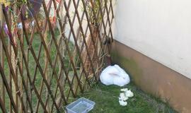 Atvelykio šventė Klaipėdoje