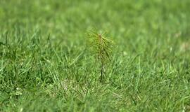 „Mogiliove" prisodino pušaičių