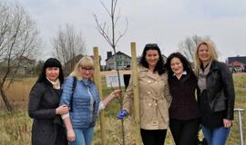 „Šimtmečio giraitė“: ąžuoliukai Klaipėdai