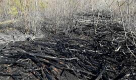 Klaipėdos rajone - didelis miško gaisras