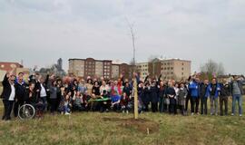 „Šimtmečio giraitė“: ąžuoliukai Klaipėdai