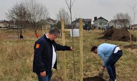 „Šimtmečio giraitė“: ąžuoliukai Klaipėdai