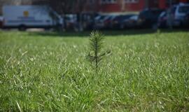 „Mogiliove" prisodino pušaičių