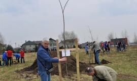 „Šimtmečio giraitė“: ąžuoliukai Klaipėdai