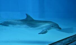 Jūrų muziejuje pasidarbavo hakeriai