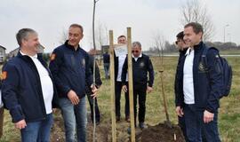 „Šimtmečio giraitė“: ąžuoliukai Klaipėdai