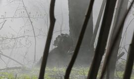 Karinės pratybos „Narsus grifonas – 2018" Giruliuose