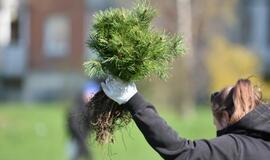 „Mogiliove" prisodino pušaičių