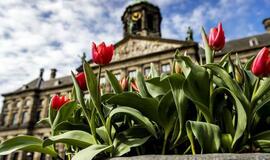 Nuo turistų dūstantis Amsterdamas mėgins riboti jų skaičių