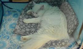 Kačių parodoje - ir miniatiūrinė pantera